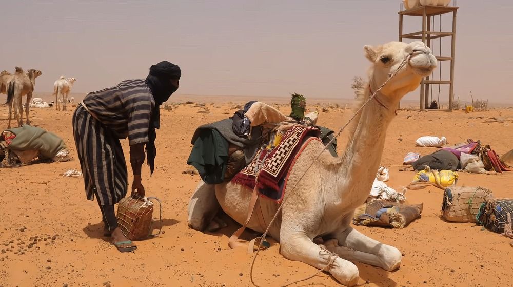 Мавританский пастух