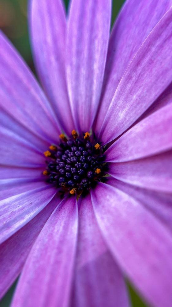 Photograph by Anna Cherkasova