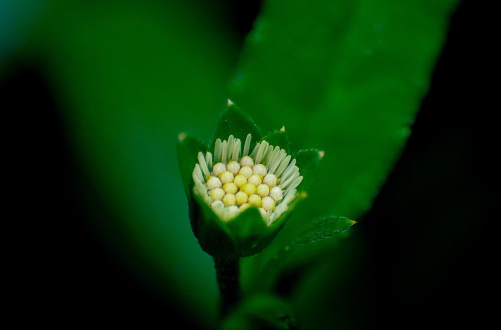 Photograph by Dewindu H. Fernando