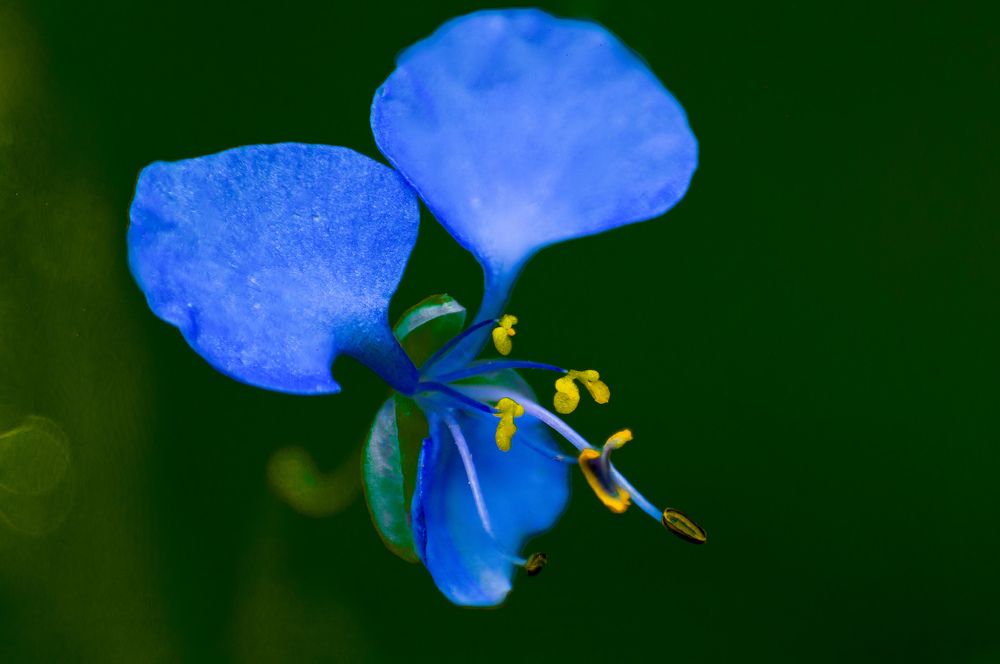 Photograph by Dewindu H. Fernando