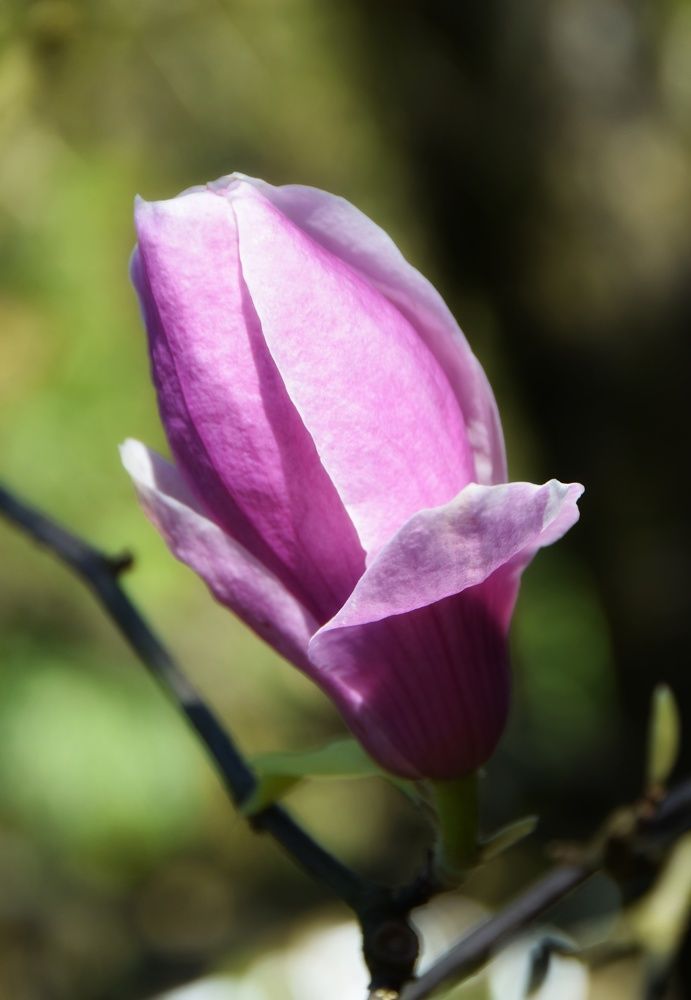 Photograph by Maiya Bulatova