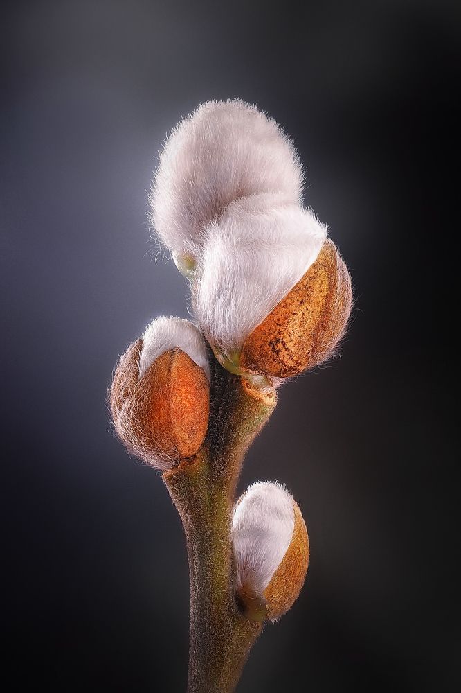 Photograph by Захарова Надежда