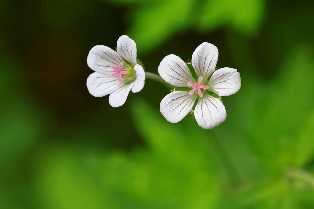 Photograph by Ольга Метлицкая