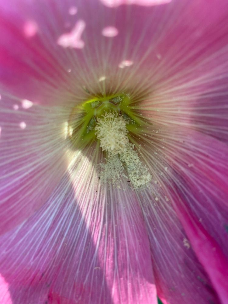 Photograph by Елена