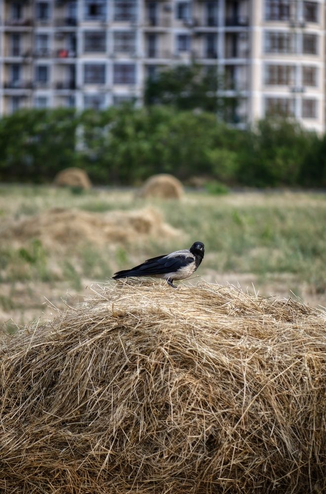 Photograph by Василиса Прекрасная