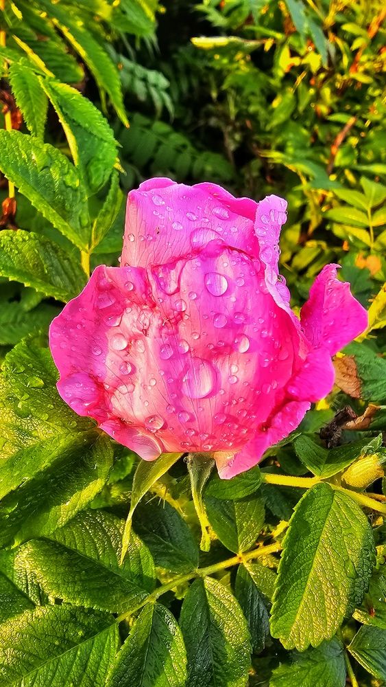 Photograph by Алексей Новиков