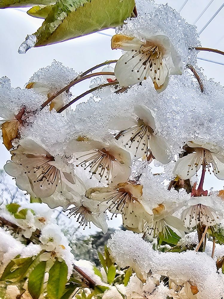 Майский снег