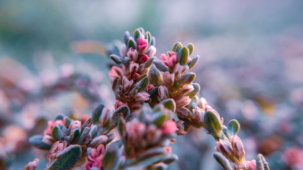 "Whispers of Spring: A Delicate Bloom"