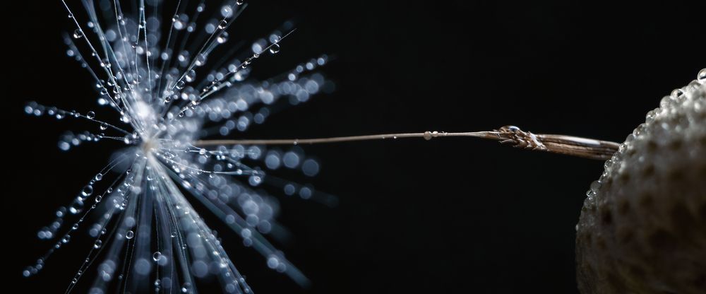 Пушинка одуванчика