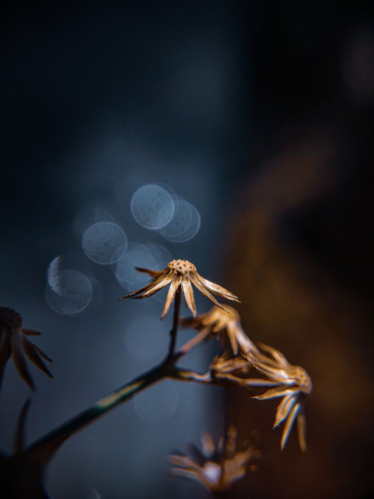 Photograph by Prateek Maurya