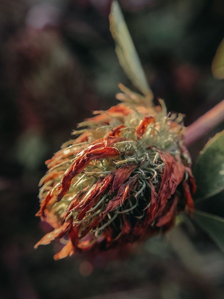 Photograph by Алия Латыйпова