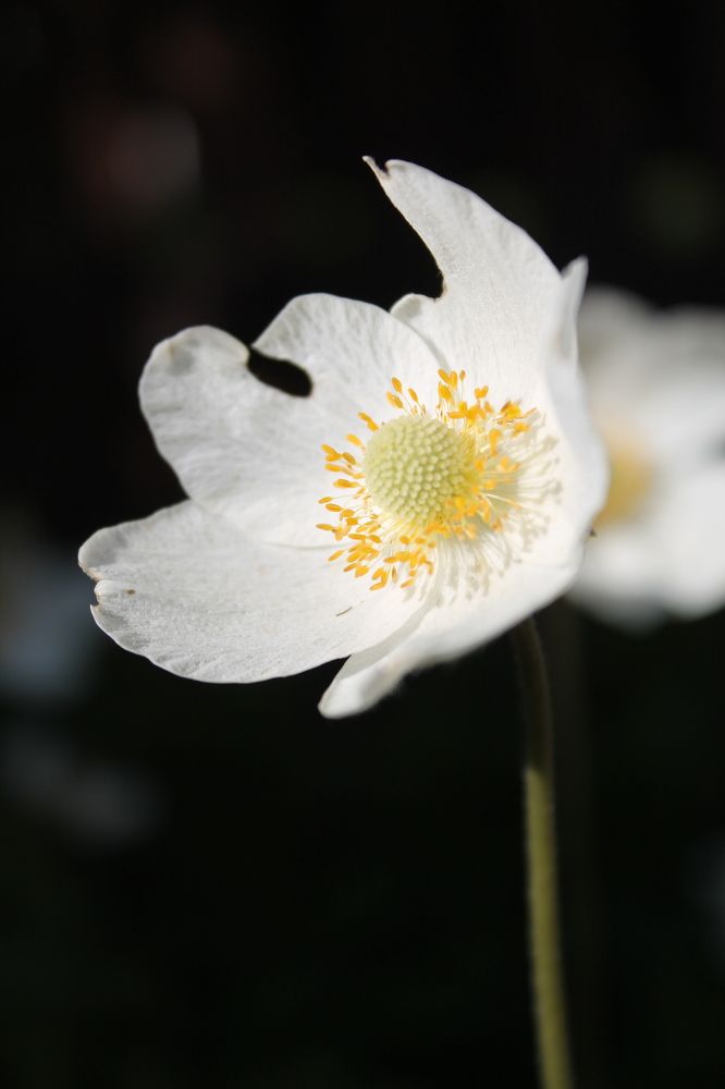 Photograph by Любовь Лунина