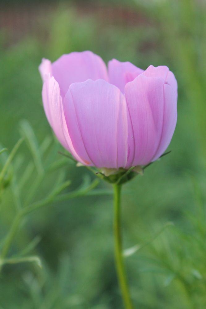 Photograph by Любовь Лунина