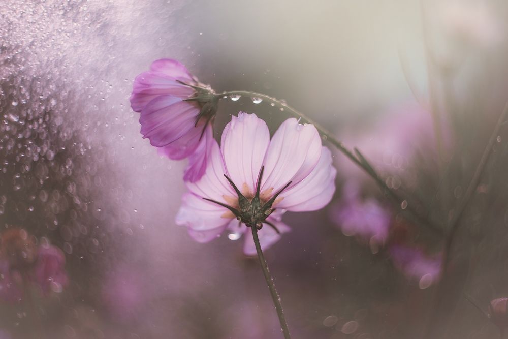 Photograph by Лапшина Владлена