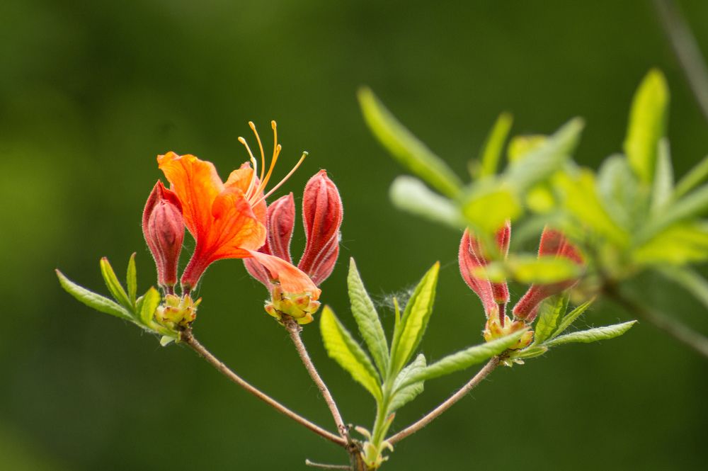 Фотография автора Нина Шкляр