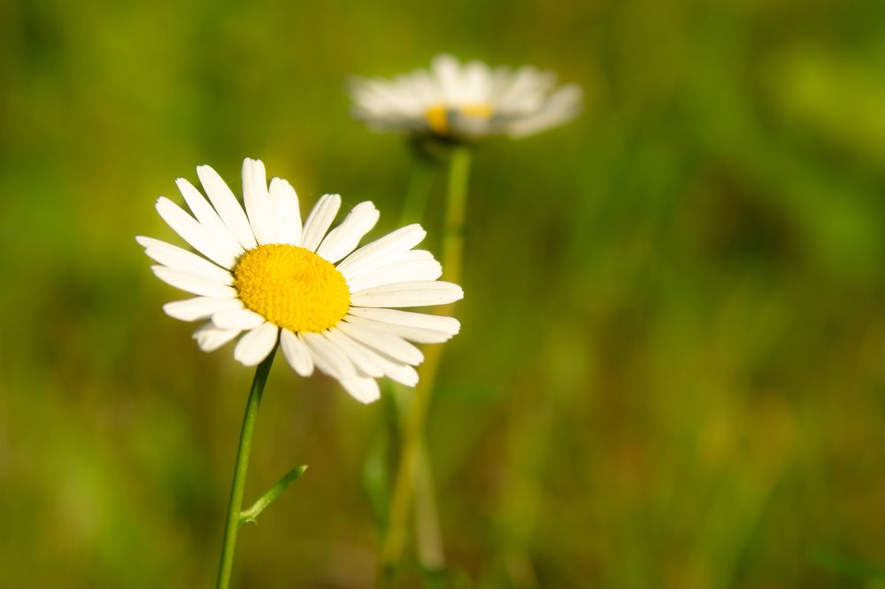 Фотография автора Нина Шкляр