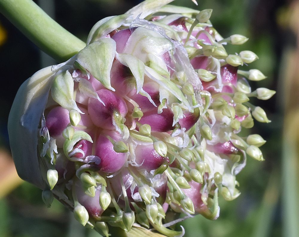 Photograph by Владимир Воложинский