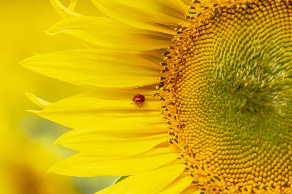 Photograph by Елена Кошелева