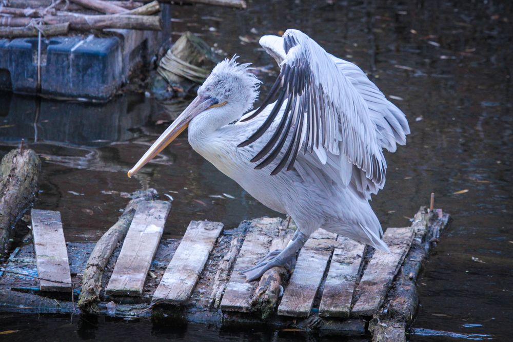 Фотография автора Elena Ku