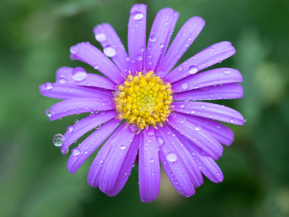 Photograph by Nagy Tibor