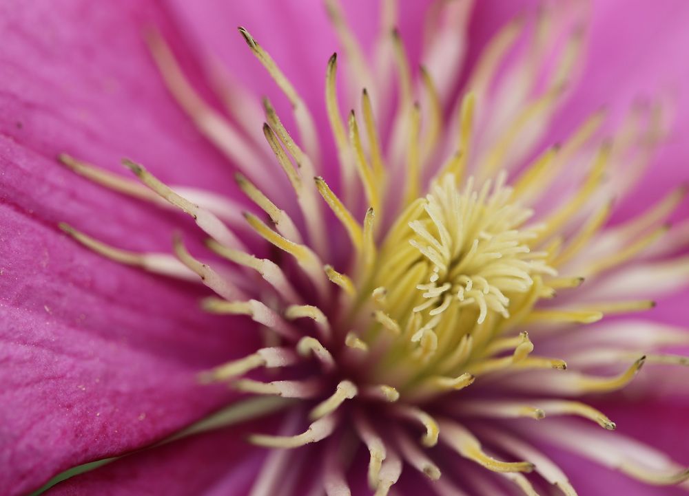 Photograph by Nagy Tibor