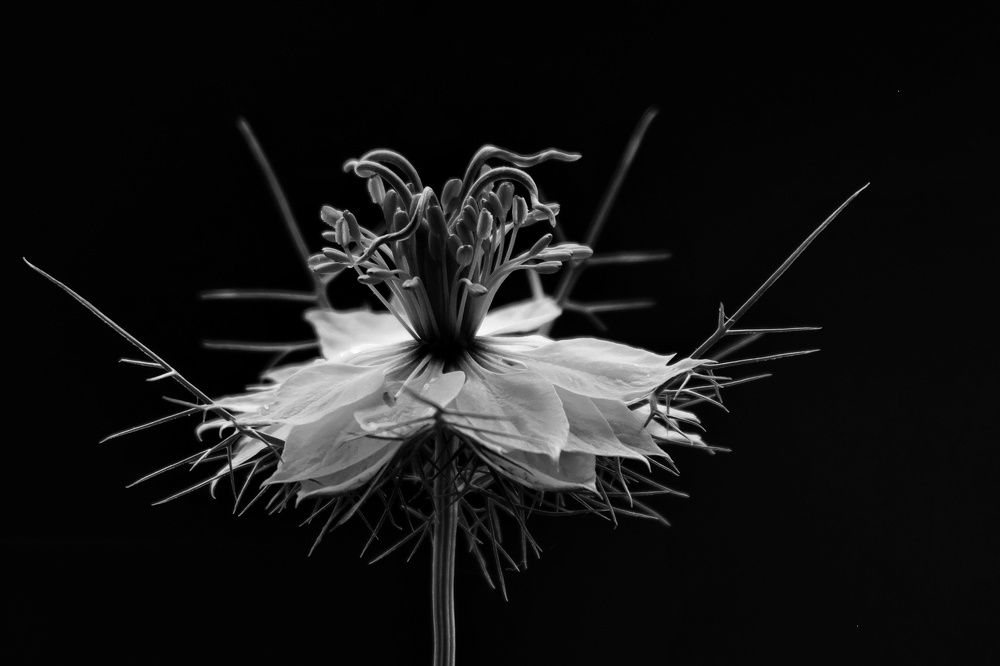 Photograph by Marian Lázaro