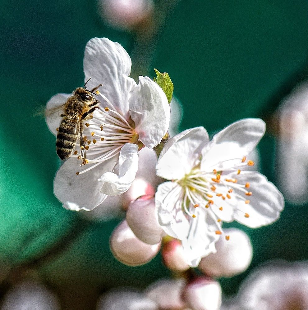Photograph by Василиса Прекрасная