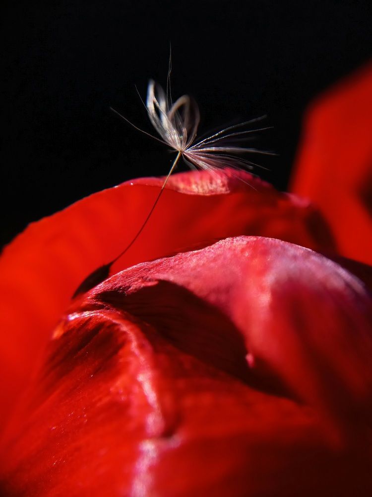 Photograph by Наталья Канищева-Медынская