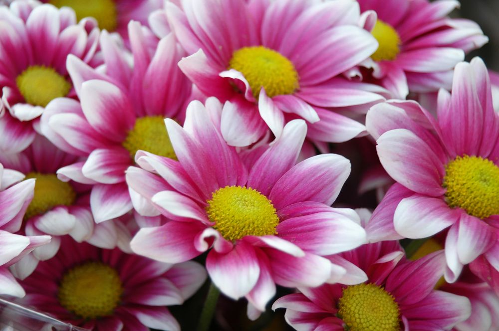 Photograph by Алексей Патлах