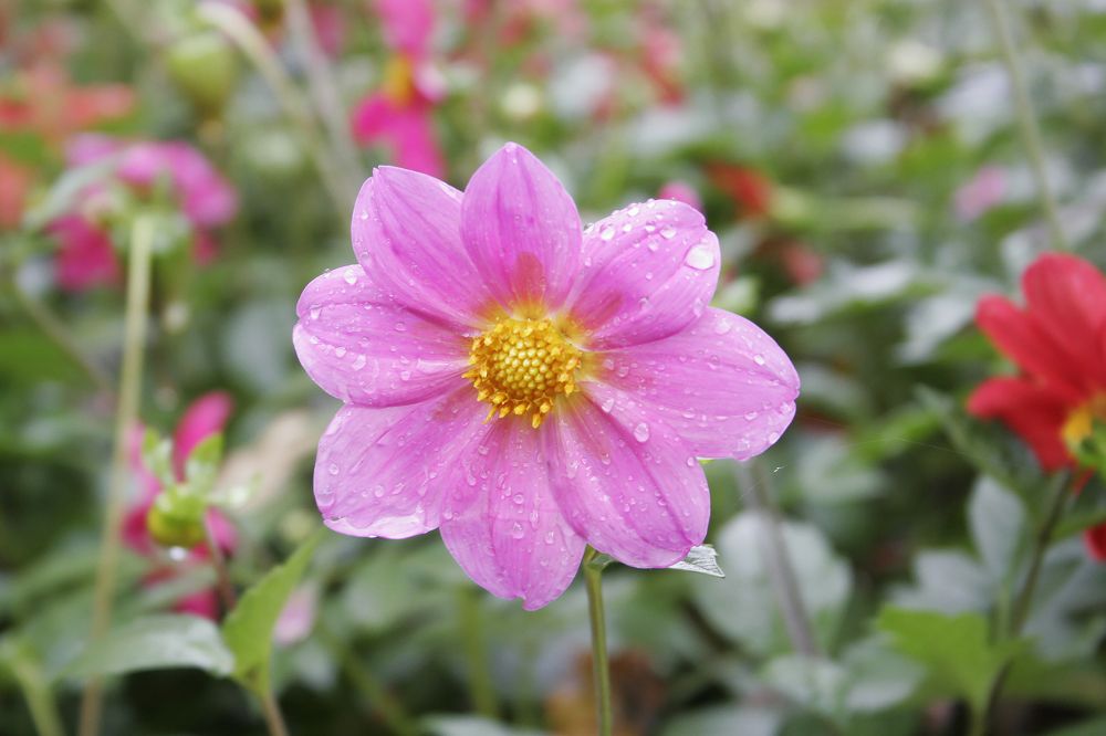 Photograph by Алексей Патлах