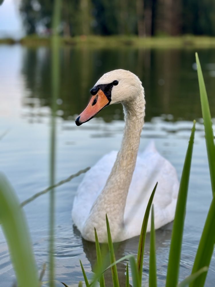 Photograph by Елена Карпухно