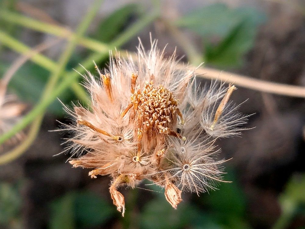 Photograph by Mohammed Rifatul Alam Siam