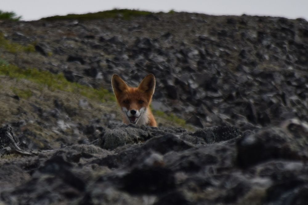 Photograph by Роман Блинов