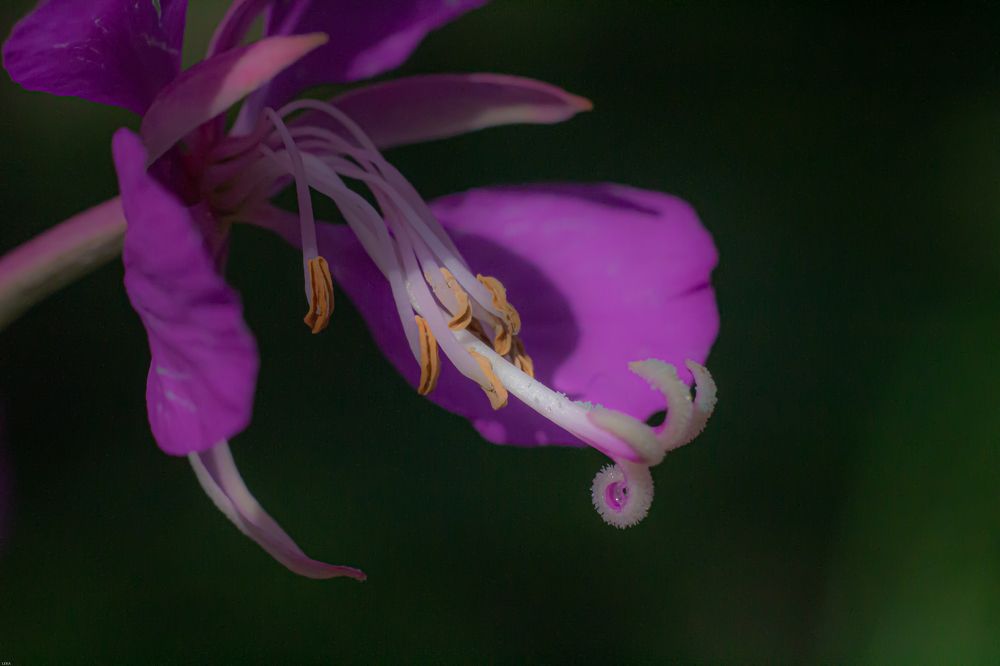 Photograph by Елена