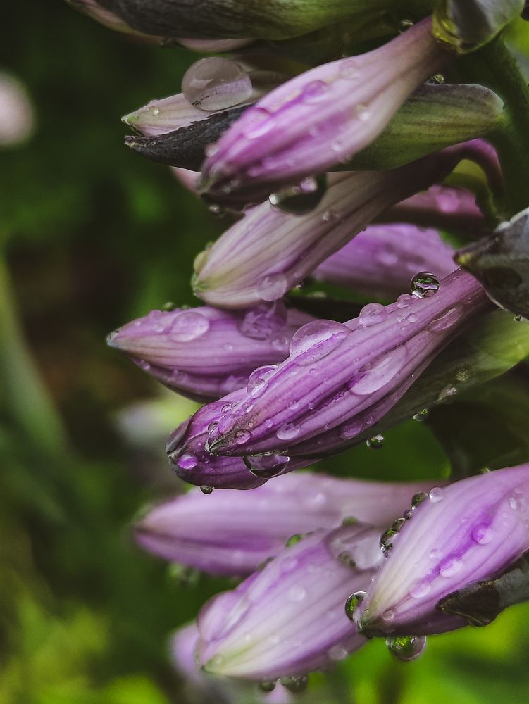 Фотография автора Олеся Непомнящих