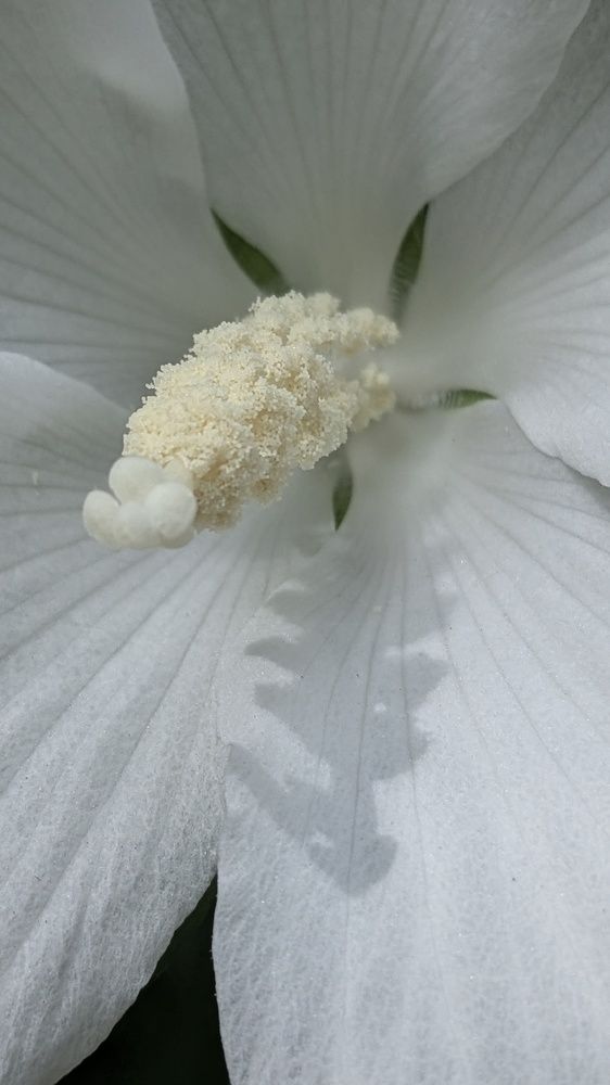 Photograph by Lilit Petrosyan