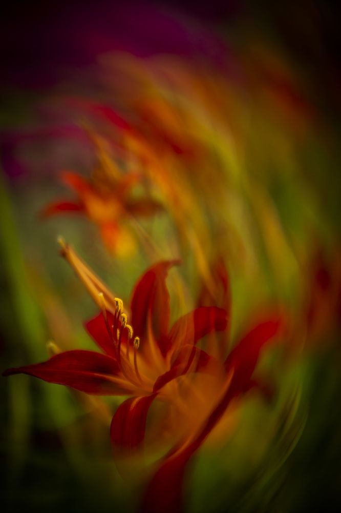 Photograph by Katja Sen