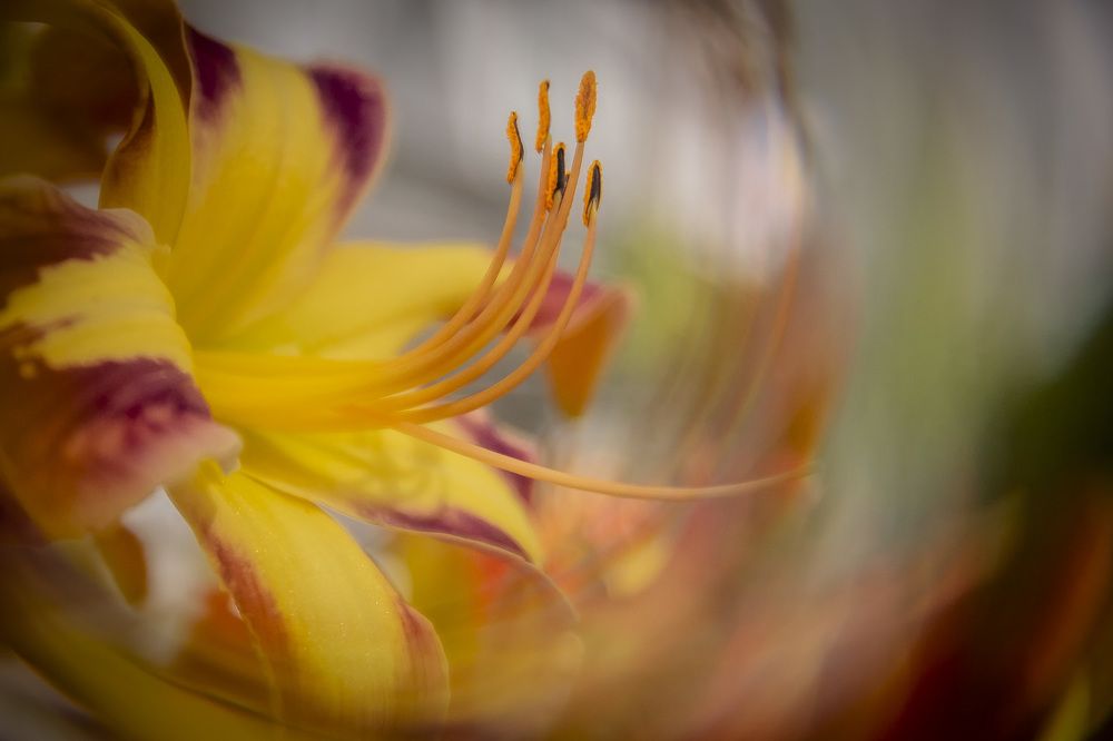 Photograph by Katja Sen