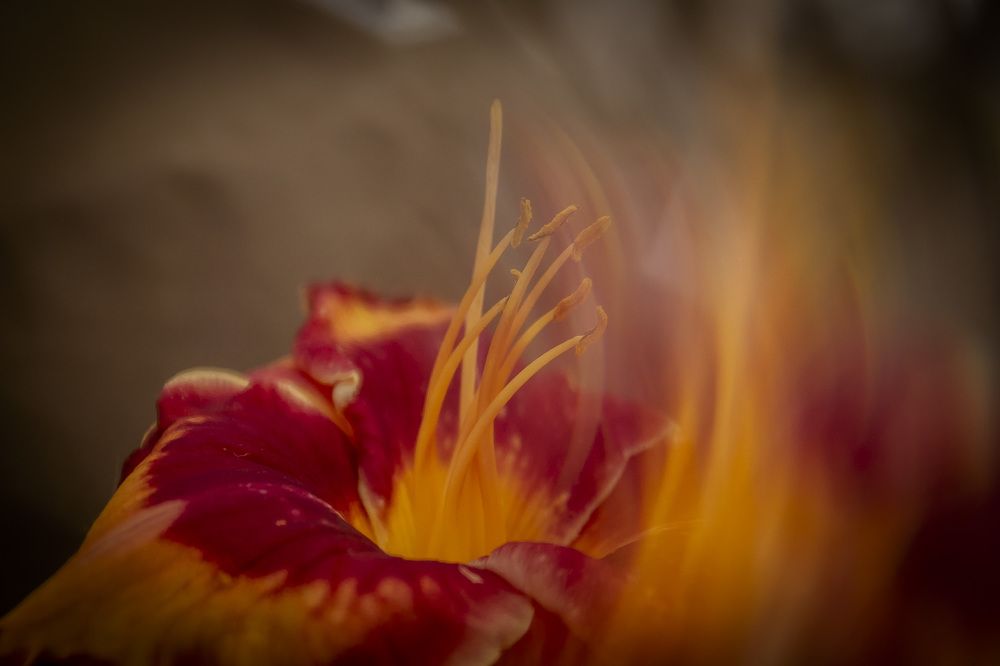 Photograph by Katja Sen