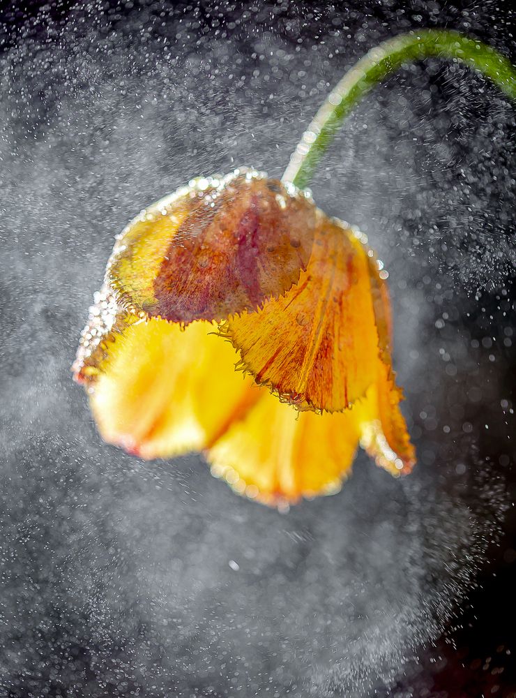 Photograph by Katja Sen