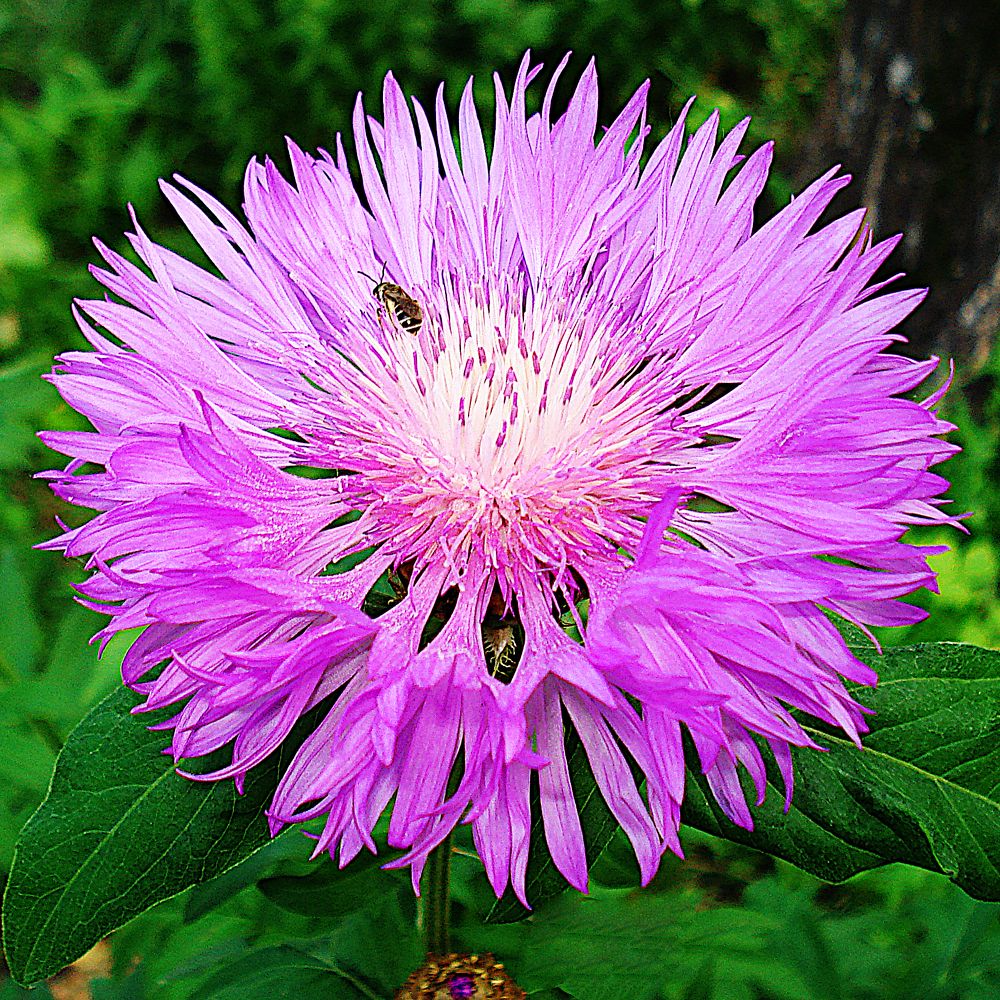 Розовый цветок