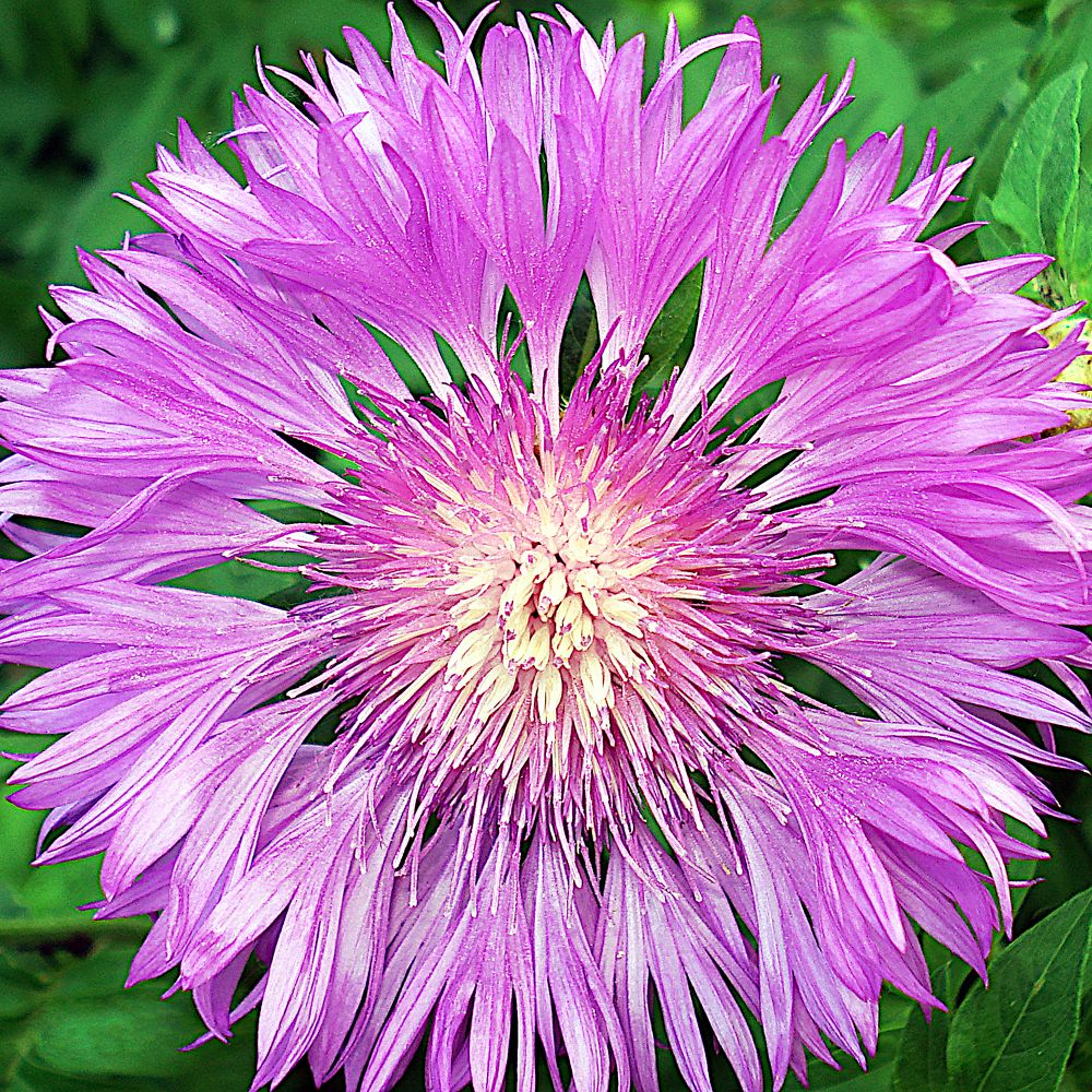 Розовый цвет