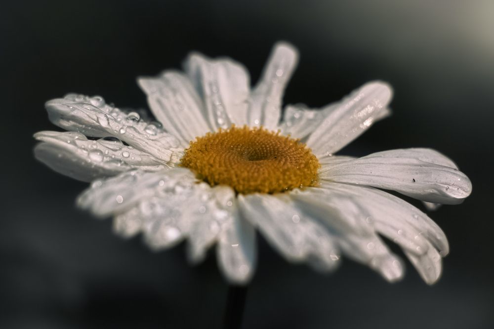 Photograph by Наталья Островцева