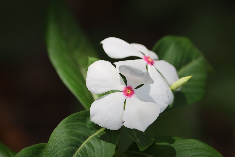 Photograph by Praveen kumar Sampath