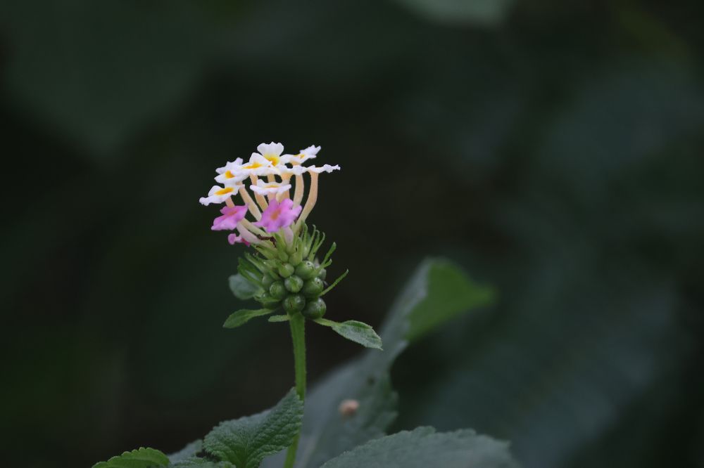 Photograph by Praveen kumar Sampath