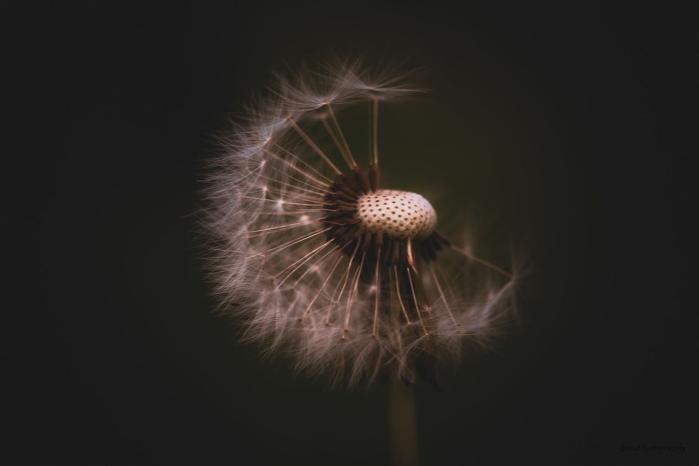 Фотография автора Jana Treija