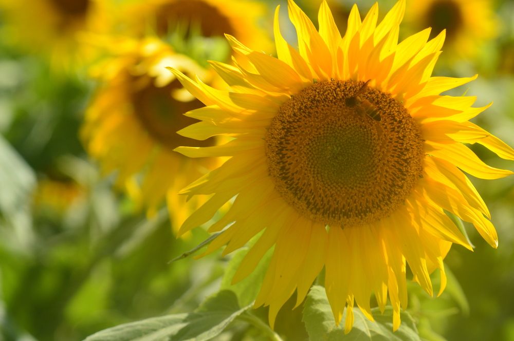 Honey bee in sunflower