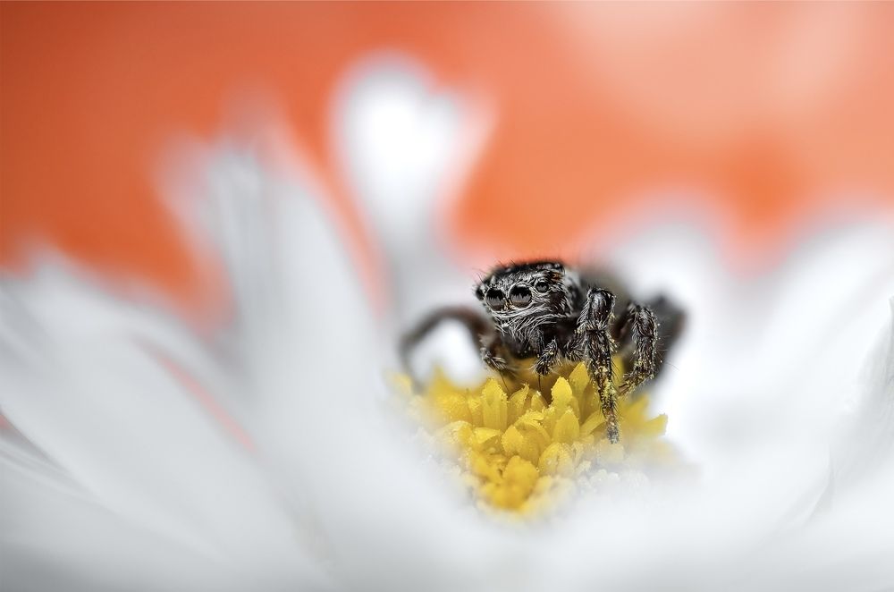 Photograph by Damian Kozik