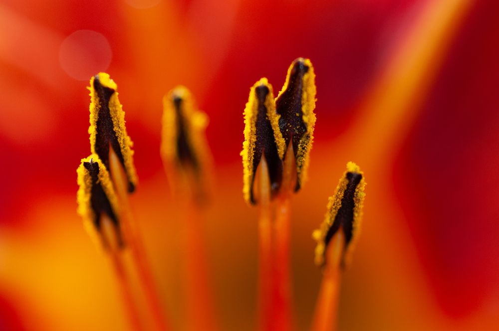 Фотография автора Олег Анатольевич Загорулько