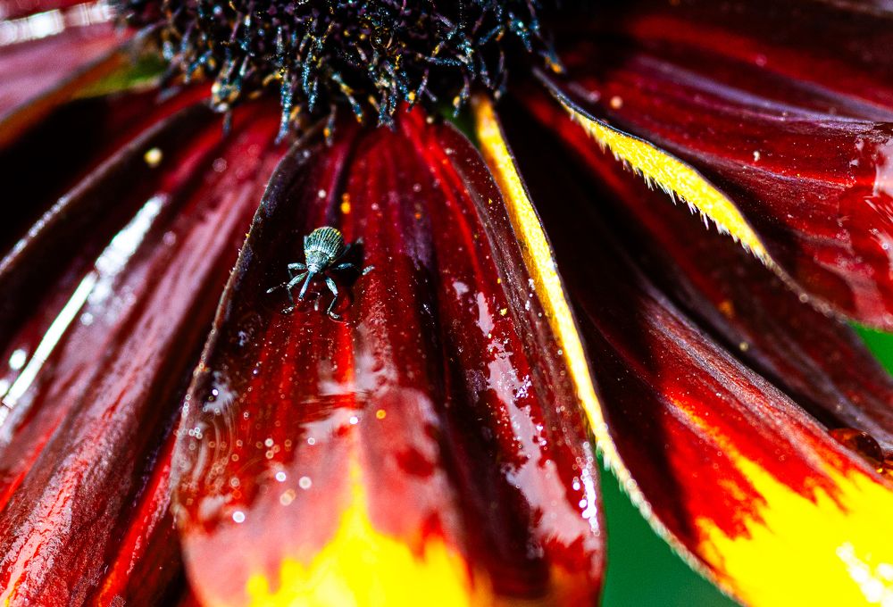 Photograph by Олег Анатольевич Загорулько